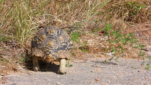 Leopardenschildkröte, die von der Kamera weggeht, Rückansicht des Tieres