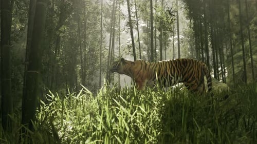 Hunt is on As a Colossal Bengal Tiger Tracks Its Quarry Through a Forest