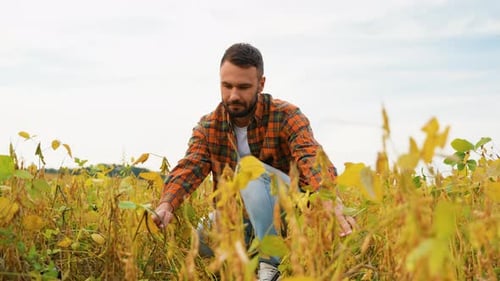 Farmer Observing Soybean Crops in the Field