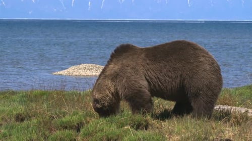 Lone Wild Brown Bear Walks Near Lake Looking for Food in National Park on Summer