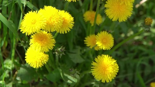 Yellow Flowers Dandelions on a Green Meadow in Spring Dandelion Flower in the Wind Nature Background