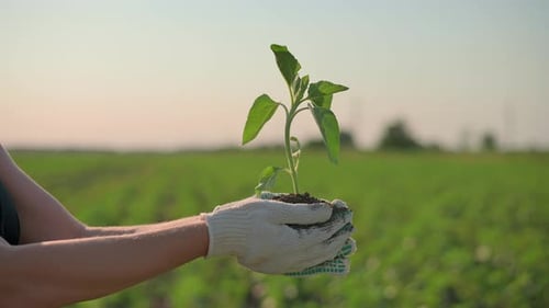 Person Holding Small Green Plant Over Field