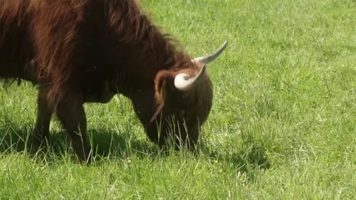 Highland Cow Grazing Peacefully in Green Pasture