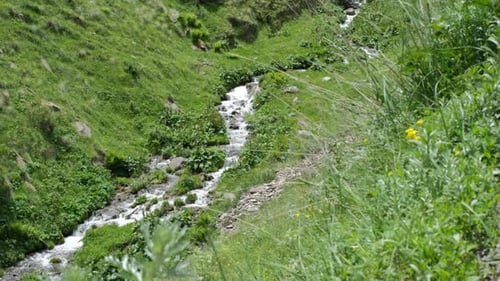 Beautiful Mountain Creek Flowing Among Greenery