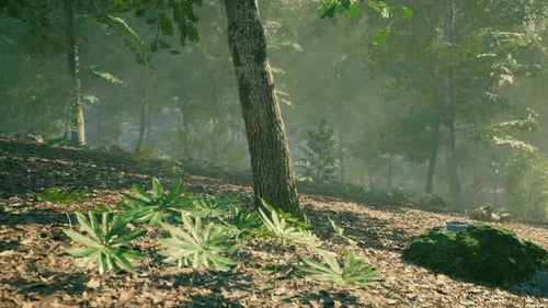 Tranquil Forest Setting with Sunlight Filtering Through Trees in Morning