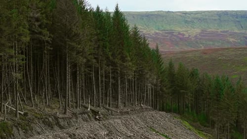 Forest Thinning Along Mountain Slope Exposing Soil Erosion Logging Reducing Dense Woodland Creating