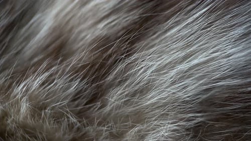 Close Up of White and Brown Fur