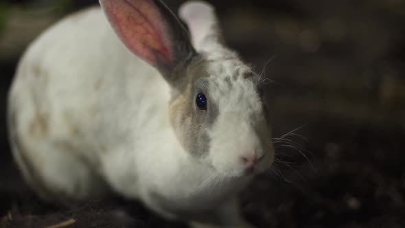 Domestic White Rabbit Wiggling Nose And Smelling Something. Close-up ...