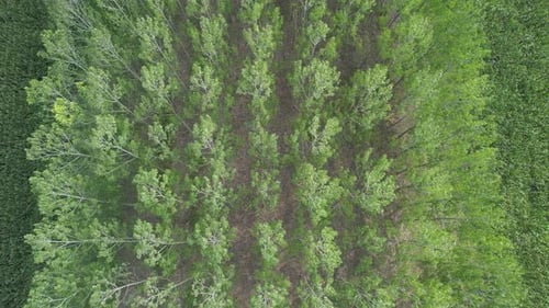 Aerial Poplar Tree Line