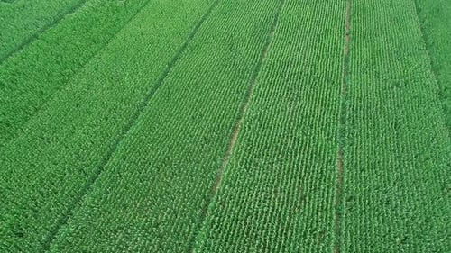 wavy Cornfield, corn stalks swaying in breeze. green agricultural landscape