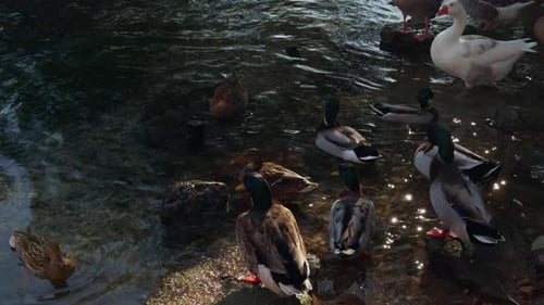 Animal Ducks Near The Lake Water 1