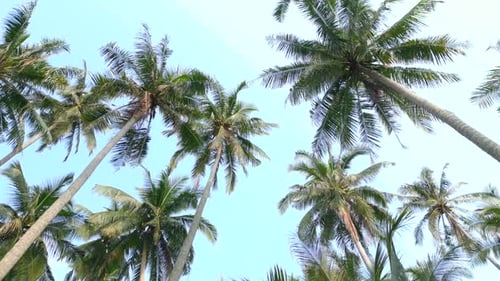 Bottom View of the Tall Coconut Palm Trees Against the Backdrop of the Blue Sky