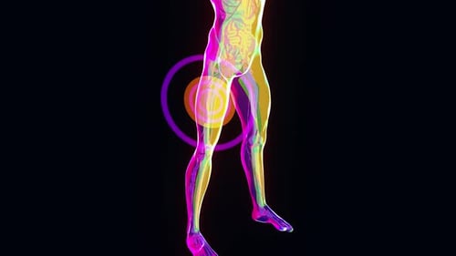 Neon Human Anatomy Squat Exercise Animation