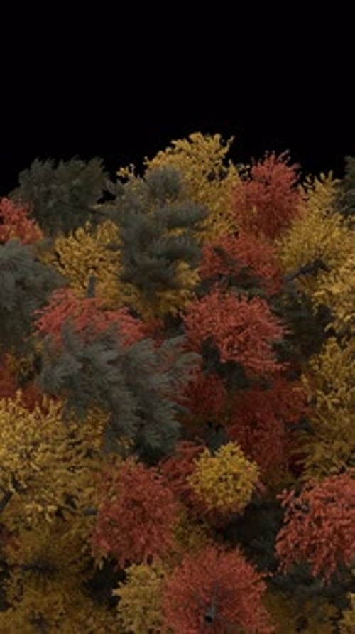 Forest Foliage Transition Animation with Alpha Channel - 4K