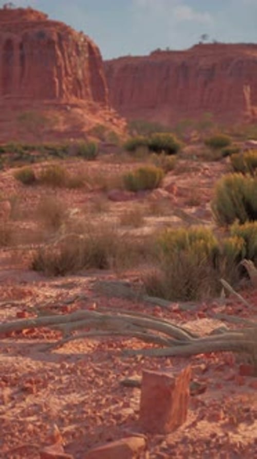 Desert Scene With Rocks and Plants