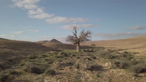 Lone tree in a desert during spring. Green plants with mountains around