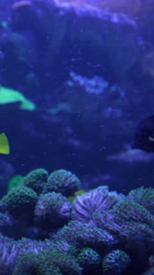 Vertical of Yellow Fishes Swim in Dark Water of Aquarium Among Algae