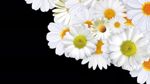 White Daisy Floral Transition