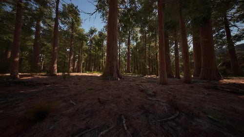 Giant Sequoias in the Giant Forest Grove in the Sequoia National Park