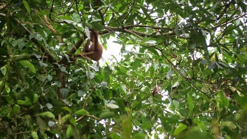 Agile Primate Swinging Through Lush Tropical Rainforest Canopy
