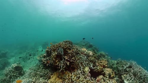 Coral Reef and Colorful Tropical Fish Underwater World