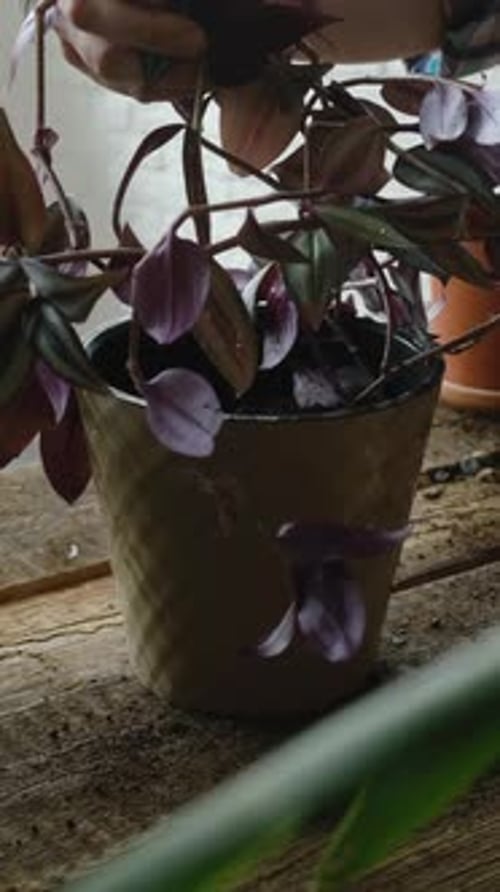 Hands potting soil around purple houseplant