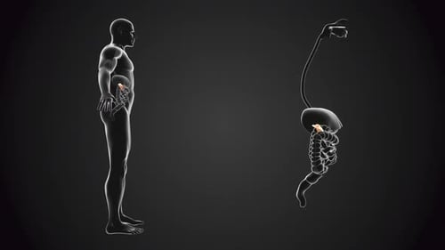 Human Digestive System and Pancreas 3D Medical Animation