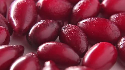 Red ripe juicy dogwood berries rotate on white background close-up top view.