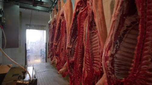 Disemboweled pork carcasses hanging from hooks in slaughterhouse. Dolly backward