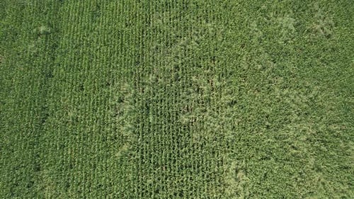 Aerial View of Verdant Crops in Rural Field