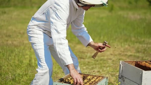 Beekeeper checking bees in a hive. Bee worker in white protective suit working on the apiary