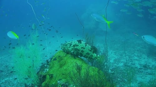 Large adult grouper sits on a rock covered in encrusting corals; second grouper approaches and they
