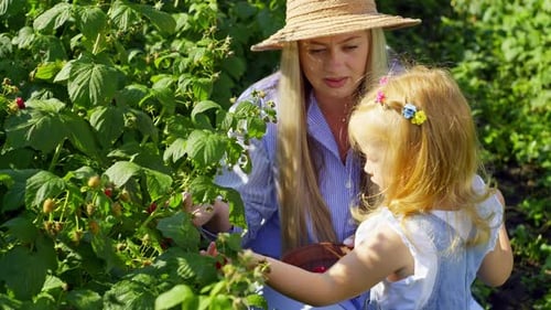 Mother and Daughter are Picking Fresh Raspberries in the Garden