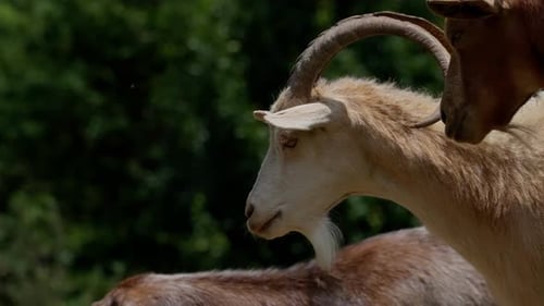 Goats Grazing in Nature on a Sunny Day