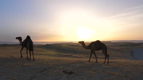 Desert landscape at Sunrise with Camels sitting