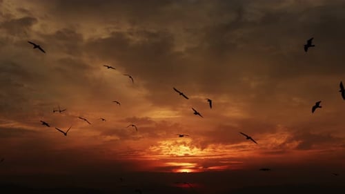 Birds Flying in Silhouette Against Sunset Sky