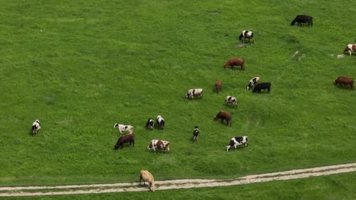 Luftaufnahme von Kühen, die Gras in einer Schlucht von River Raut in Moldawien fressen