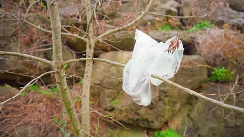 Bolsa de plástico desechada en el bosque, atrapada en un árbol junto a un acantilado, contaminación y basura en la naturaleza