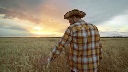 Farmer Man in Hat Walks Through Wheat Field and Touches Ripe Wheat Ears with His Hands Controlling