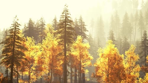 Picturesque Pine Forest in the Mountains During Autumn Sunset