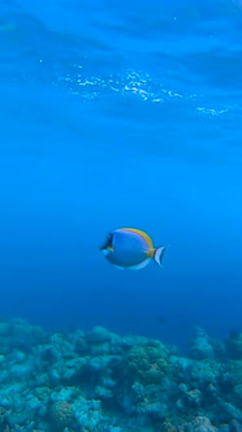 Ein Fisch schwimmt über Korallenriffen unter Wasser in Bora Bora Das seichte Wasser enthüllt Meereslebewesen und