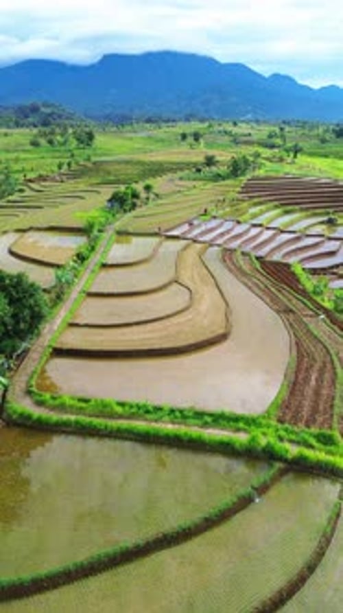Beautiful morning view indonesia Panorama Landscape paddy fields with beauty color and sky natural