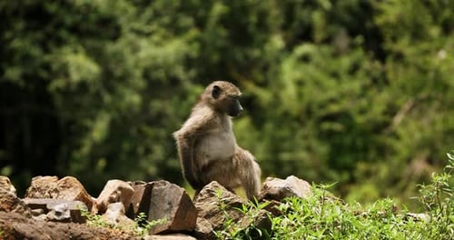 Baboon, Madikwe Game Reserve, South Africa