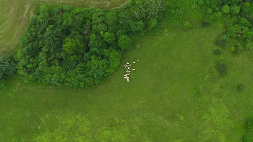 There is a flock of sheep grazing in the meadow. Grazing livestock on a pasture.