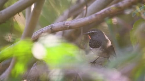 Ruby-throat perched in bushes giving morning call, close view