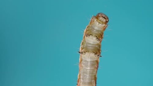 Close-Up Of A Caterpillar Crawling On Glass, Seen From Below. Blue Background.