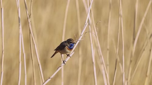 white spotted bluethroat perched on reed branch. slow motion