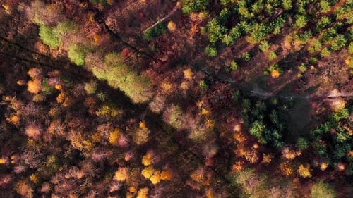 Aerial View of Colorful Forest in Autumn