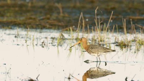 Black tailed godwit close up in spring migration wetlands feeding in morning light