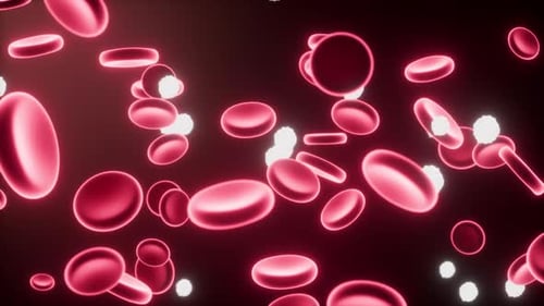 Animated Red and White Blood Cells Flowing in Bloodstream